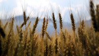 obilí pšenice wheat-1149885 960 720